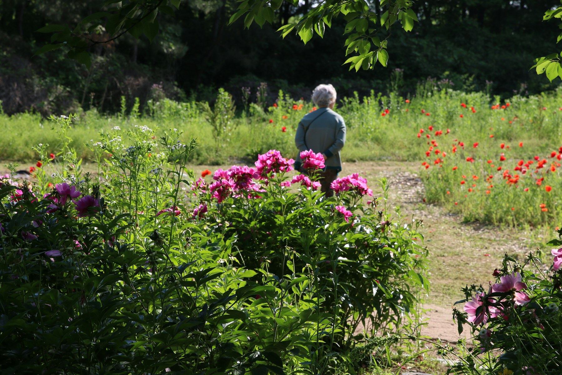 A person walking among flowers in a sunny garden